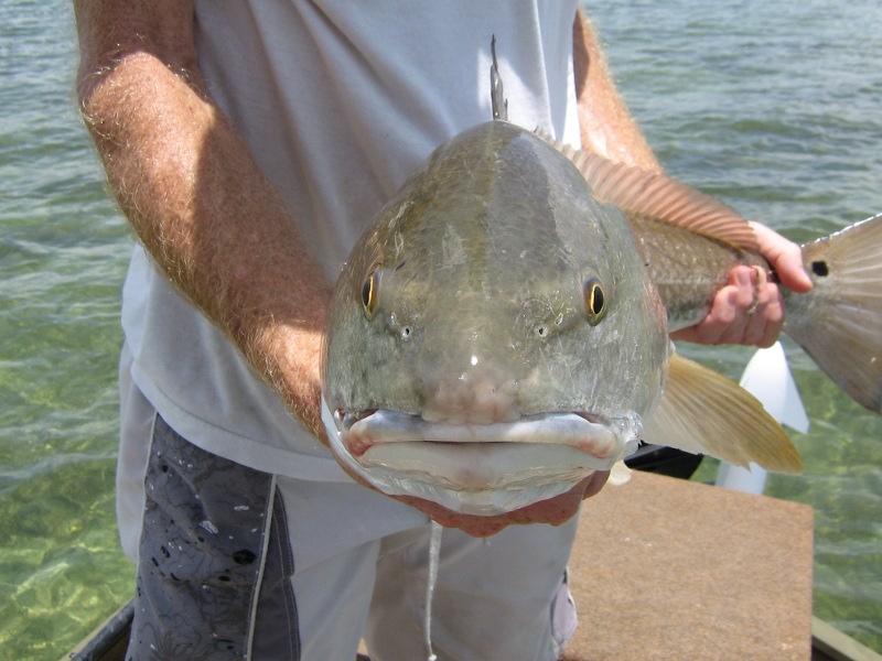 Hernando Fish Identification and Tips Redfish Red Drum