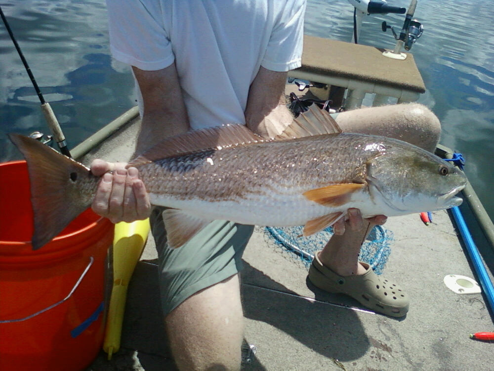 The Redfish Theory, Centipede’s Bay ConunDrum. « Hernando Beach Inshore
