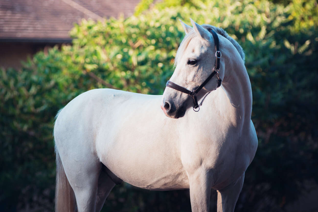 Dingo Reit und Fahrverein „Herodot“ Leipzig e.V.