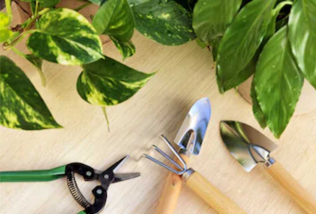 Interior Landscape Plant Maintenance Heroman Services Plant Company