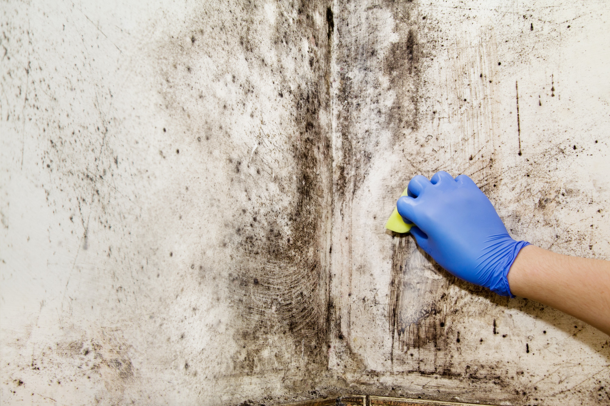 How to Know if You Have Mold in Your House and What to Do to Treat It