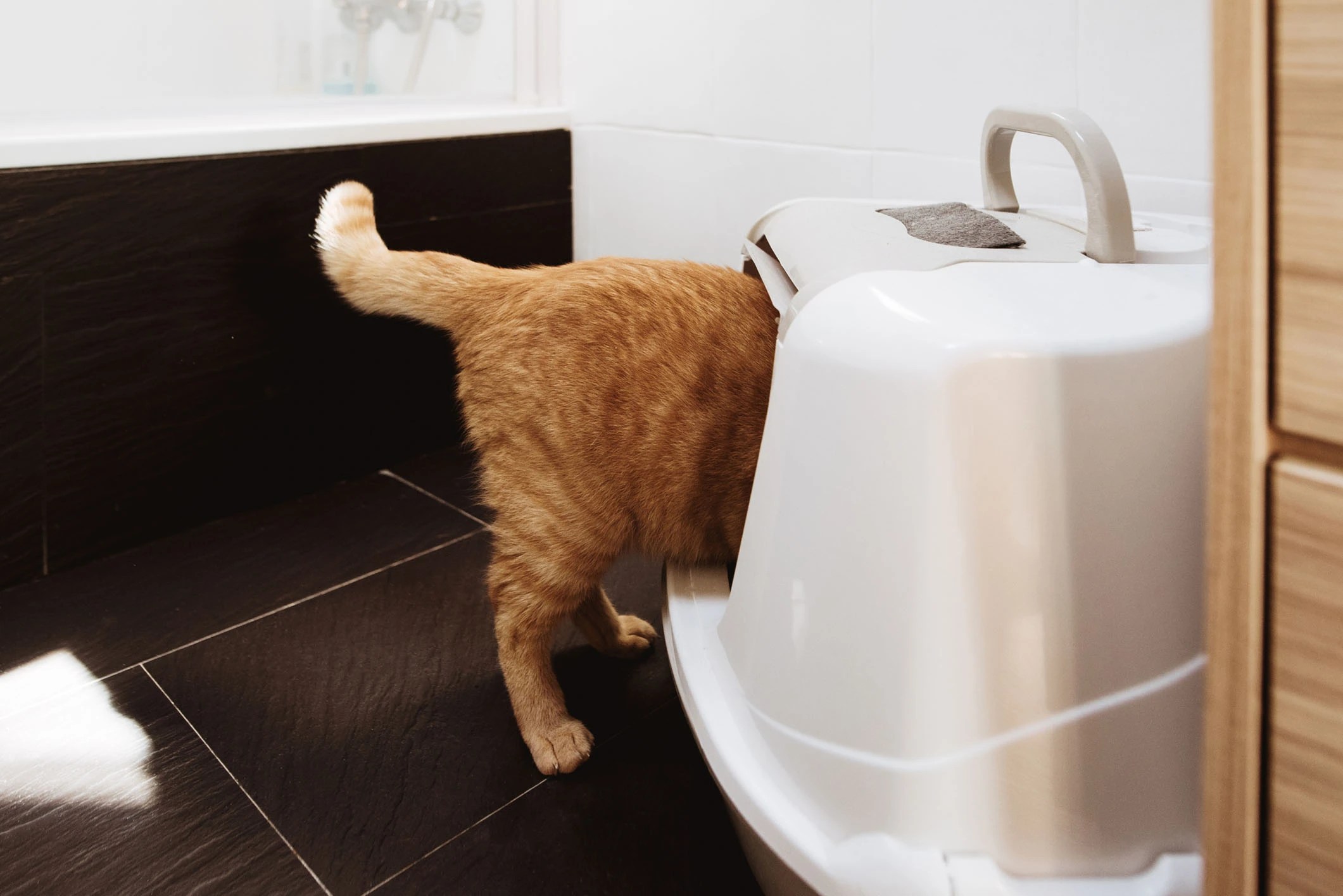 Litter Box Etiquette InHome Pet Euthanasia Heron's Crossing