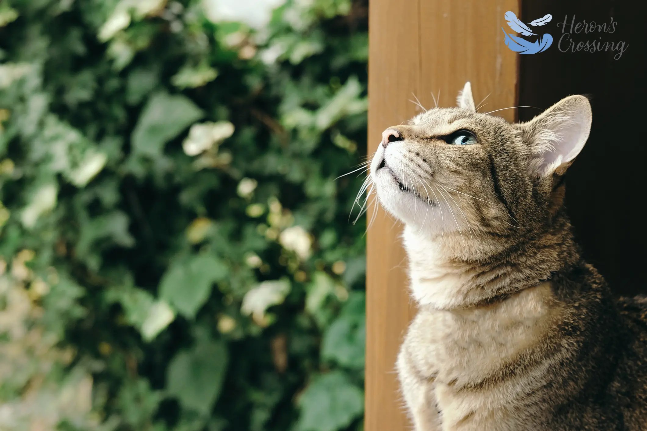 Your Cat’s Super Sense of Smell InHome Pet Euthanasia Heron's Crossing