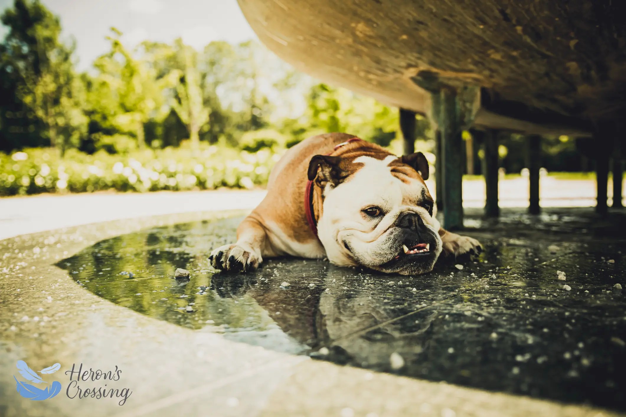 Signs That Your Dog is Too Hot InHome Pet Euthanasia Heron's Crossing