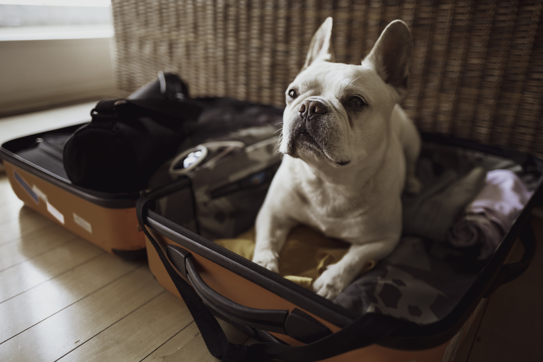 Packing For Your Dog on Vacation InHome Pet Euthanasia Heron's
