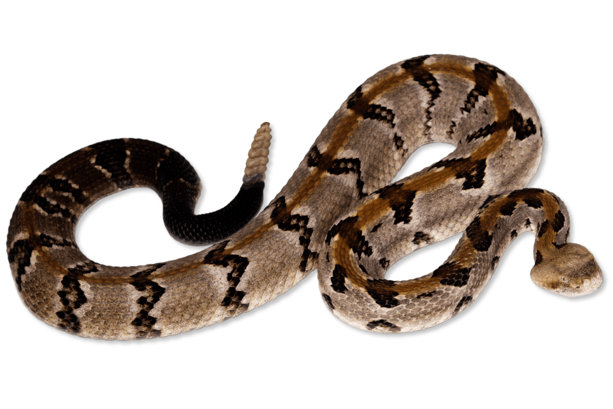 Rattle Snake Png