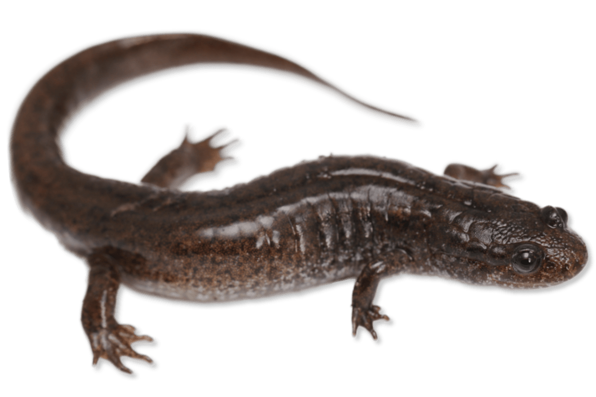 Southern Dusky Salamander