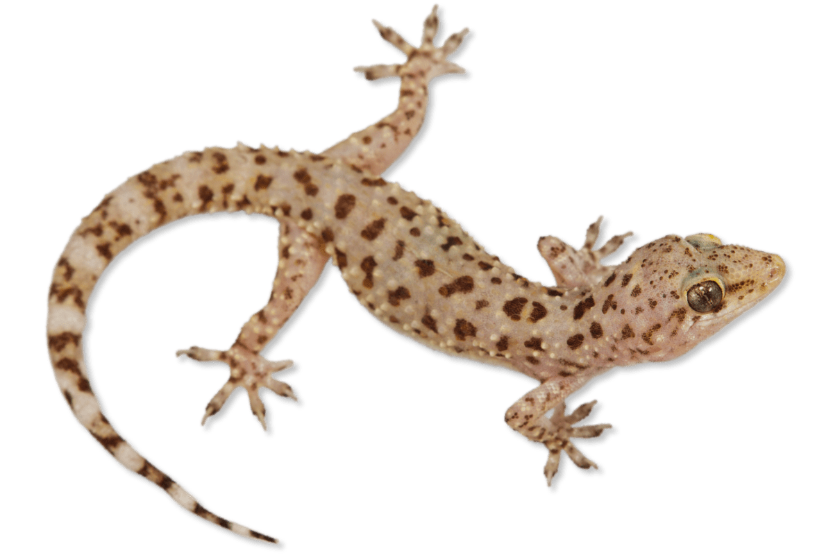 Hemidactylus turcicus Mediterranean Gecko Herps of Arkansas