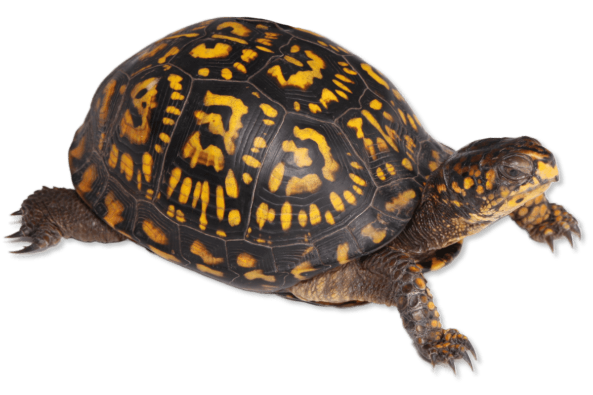 Terrapene carolina carolinaEastern Box Turtle Herps of Arkansas