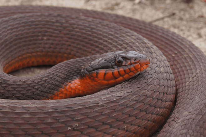 Redbellied Watersnake