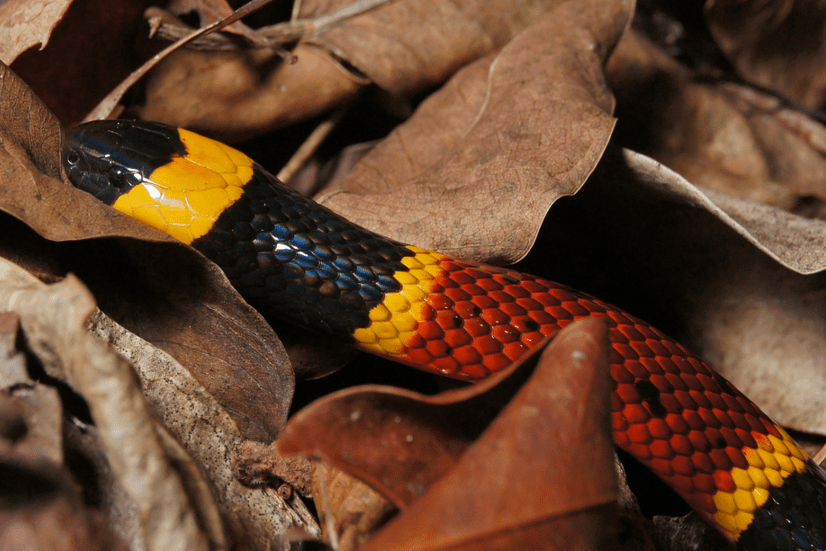Eastern Coral Snake
