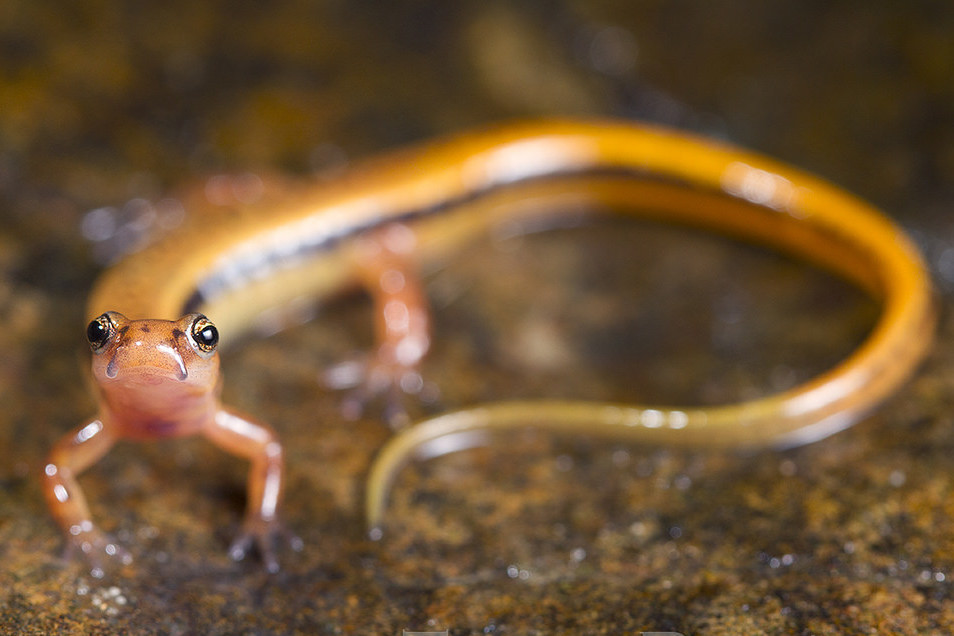 Blue Ridge TwoLined Salamander