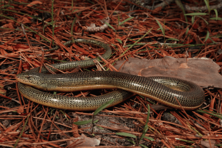 Eastern Glass Lizard