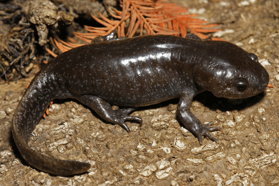 Mole Salamander