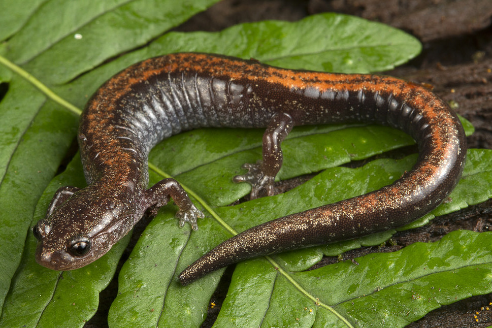 Red-Backed Salamander