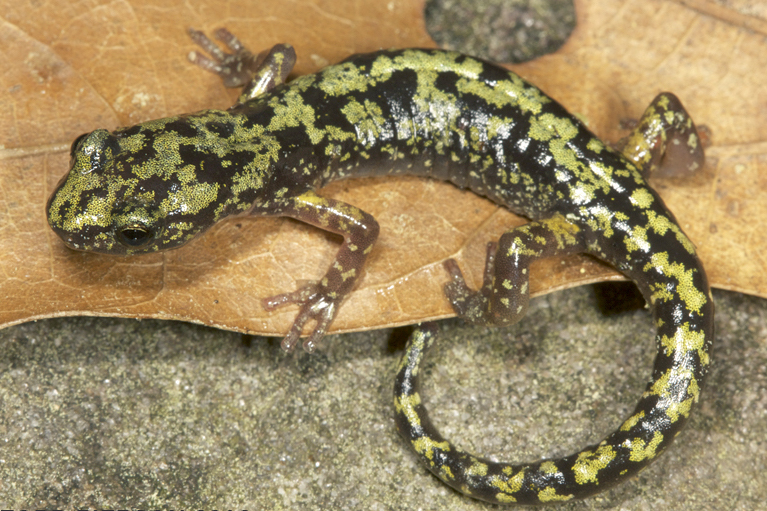Green Salamander