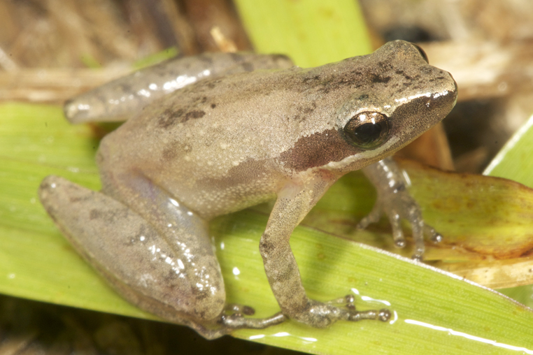 Little Grass Frog