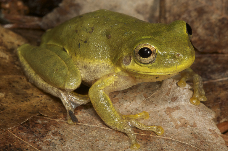 Amphibians and Reptiles of North Carolina