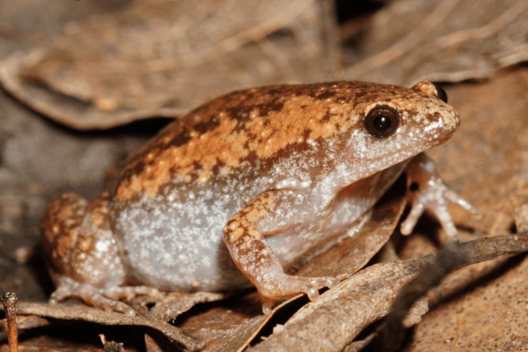 Eastern Narrowmouthed Toad
