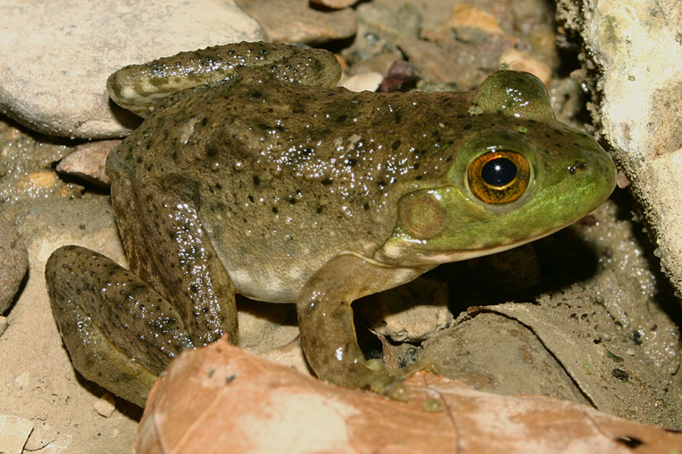 American Bullfrog