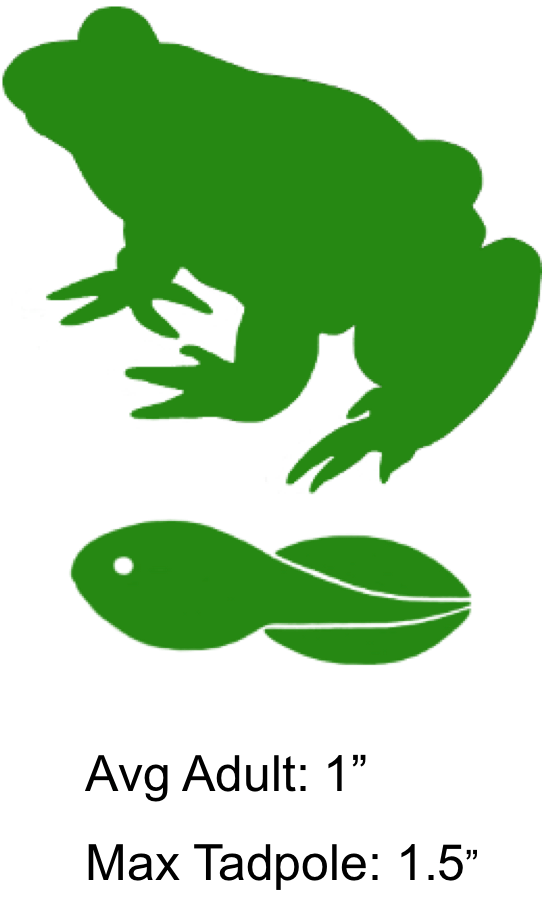 Mountain Chorus Frog