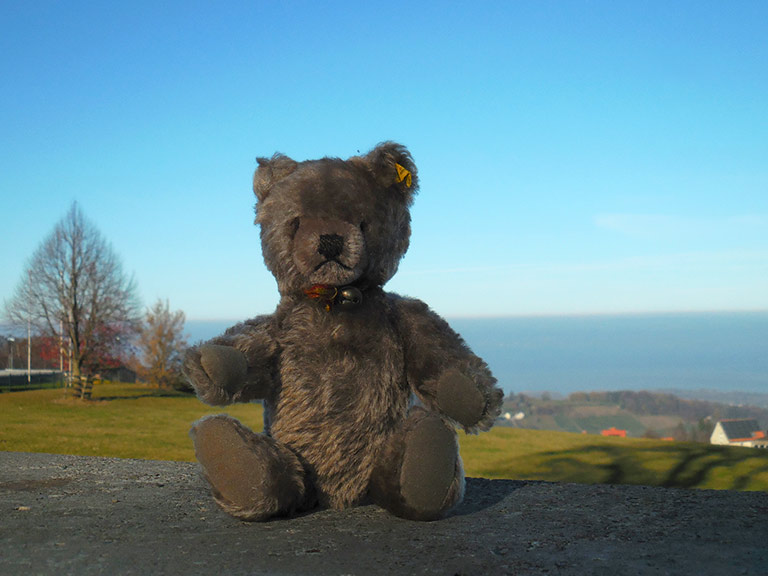 Ein Steiff Maskenbär aus Griesbach in Heiden Herr Bär