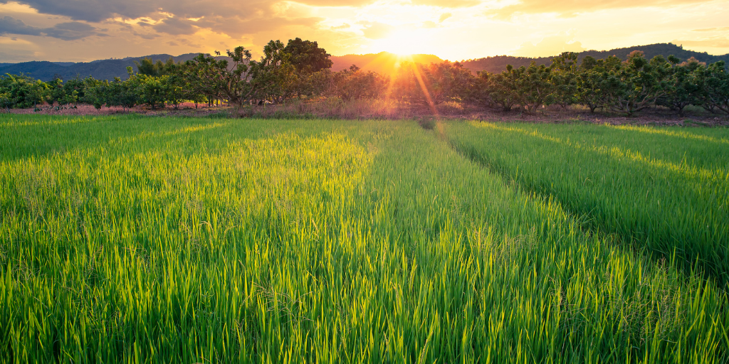 BrightView’s latest earnings report shows company’s growth in revenue