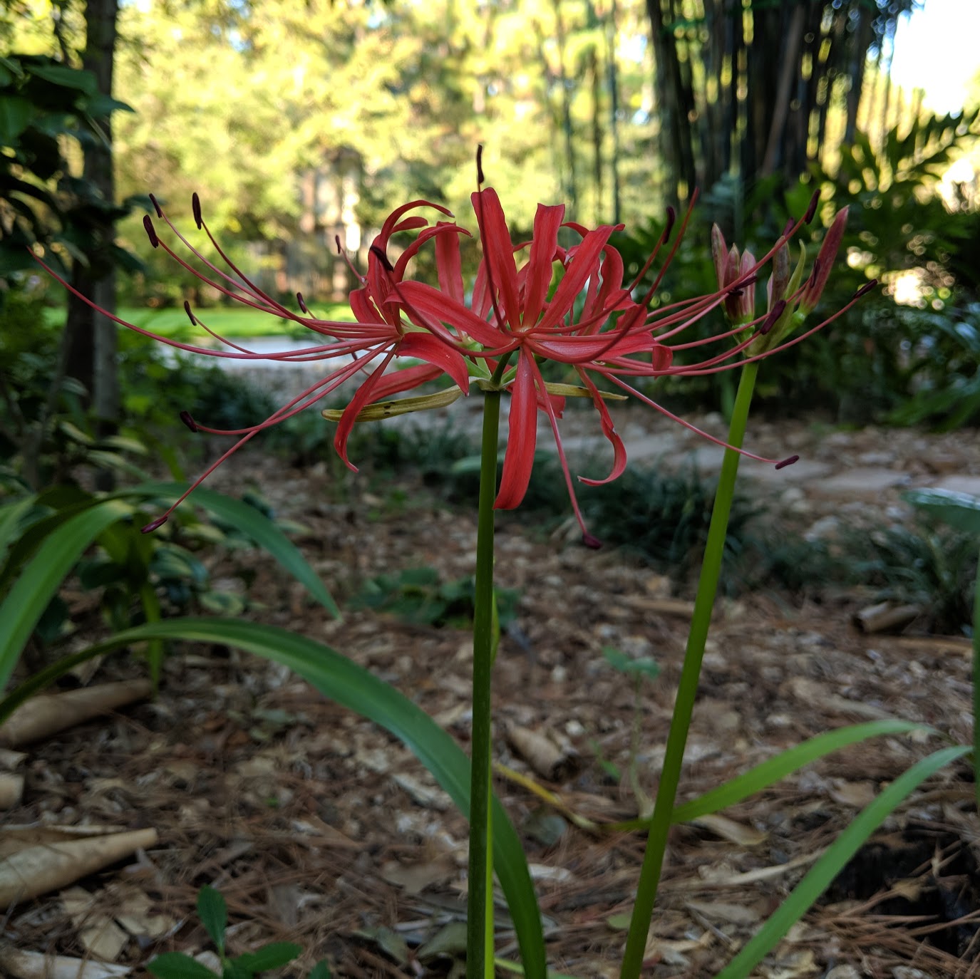 Lycoris radiata ( Red Spider Lily, Hurricane Lily, Corpse Flower