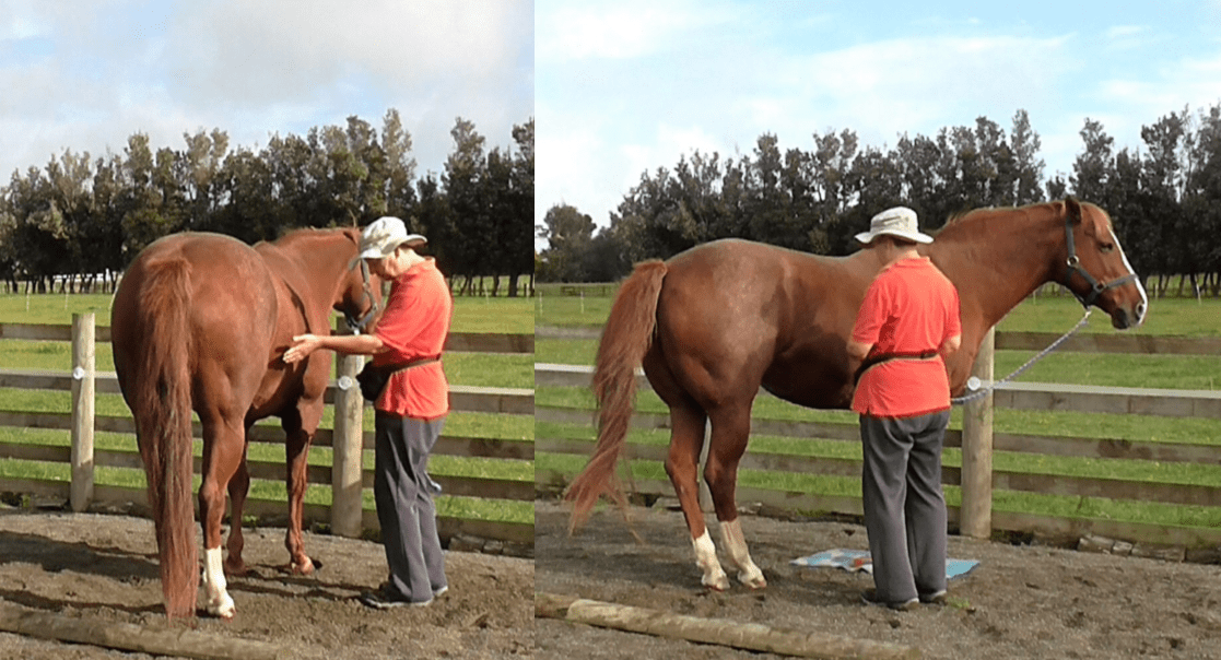 Yielding the Hindquarters herthamuddyhorse