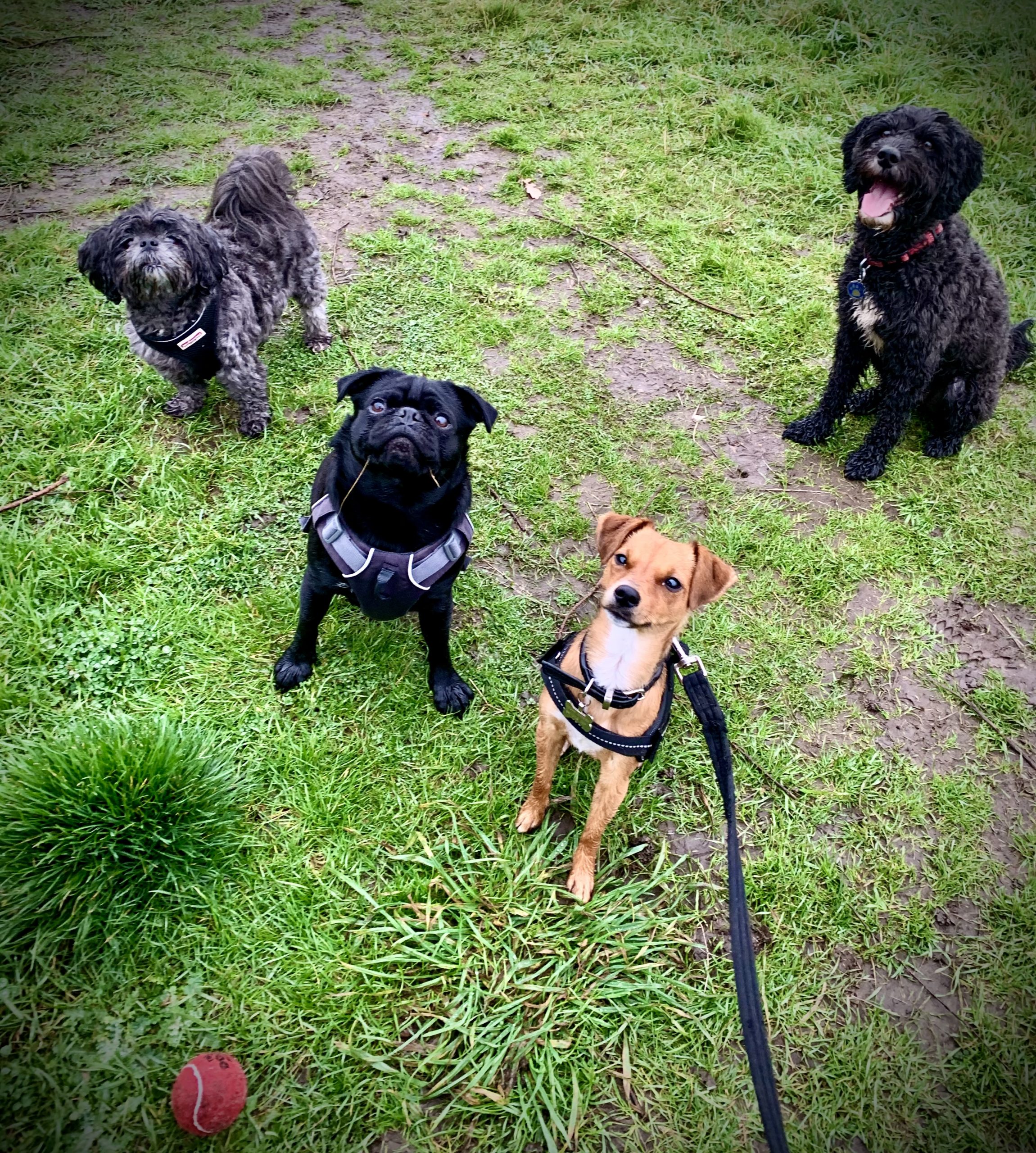 Herts Hiking Hounds Abbots Langley Dog Walking