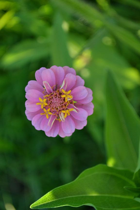 Zinnias, Spindly Tomatoes and a Produce Recipe From Her Garden! Her