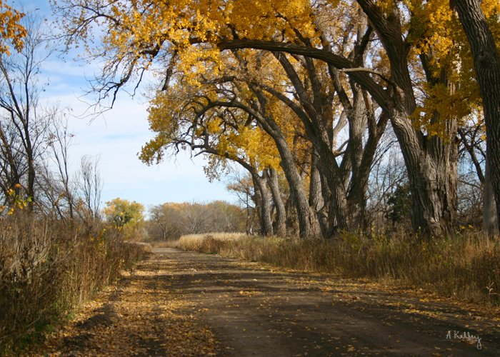 Sunflowers & Classic Cars Featured in Sumner, Nebraska Her View From Home