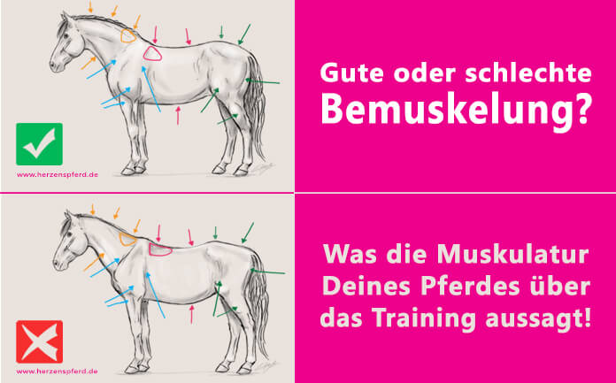 Pferd Nimmt Nicht Zu Und Baut Keine Muskeln Auf