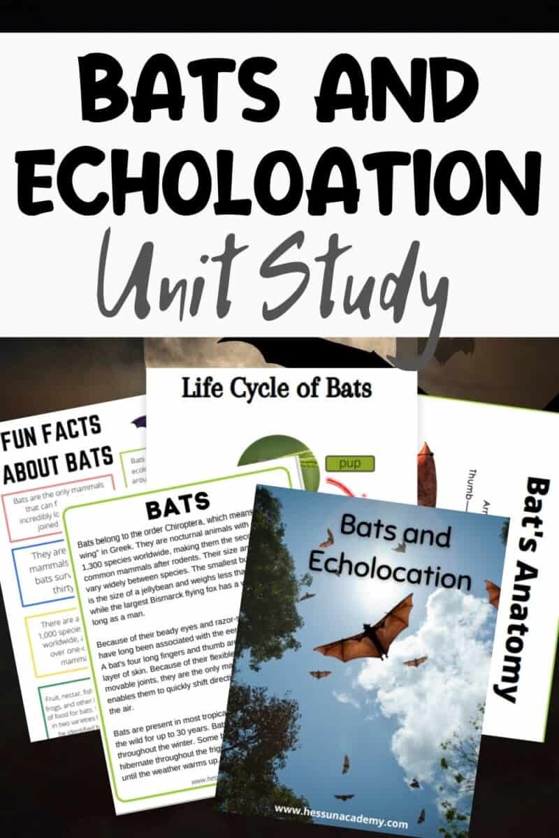 Learn About Bats and Echolocation with a Simple Unit Study Hess UnAcademy