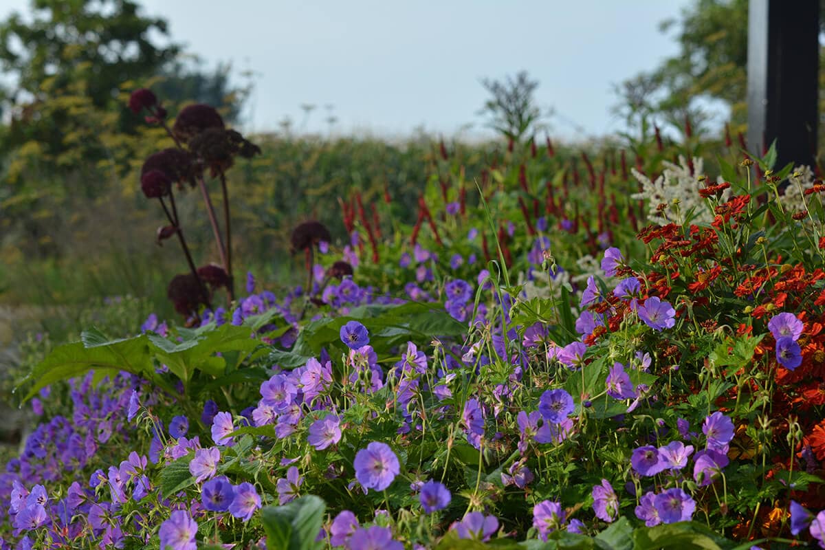 6 tips voor een tuin met weinig onderhoud Het Rullen