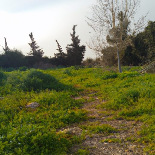 כמה זמן בדרך כלל לוקח מסגור? כלי עבודה