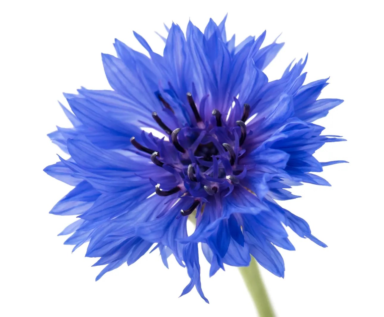 CORNFLOWERS FOR TORTOISES Hever Tortoise World