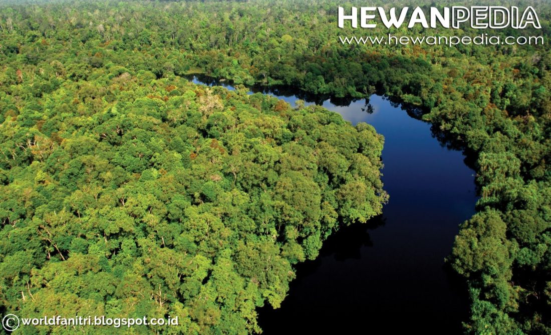 Pengertian Hutan, Cagar Alam, Suaka Margasatwa Hewanpedia