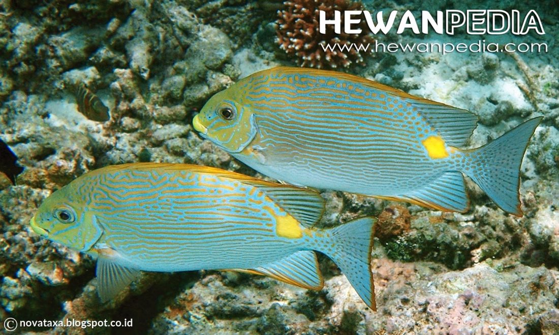 10 Manfaat Penting Ikan Baronang untuk Kesehatan Hewanpedia