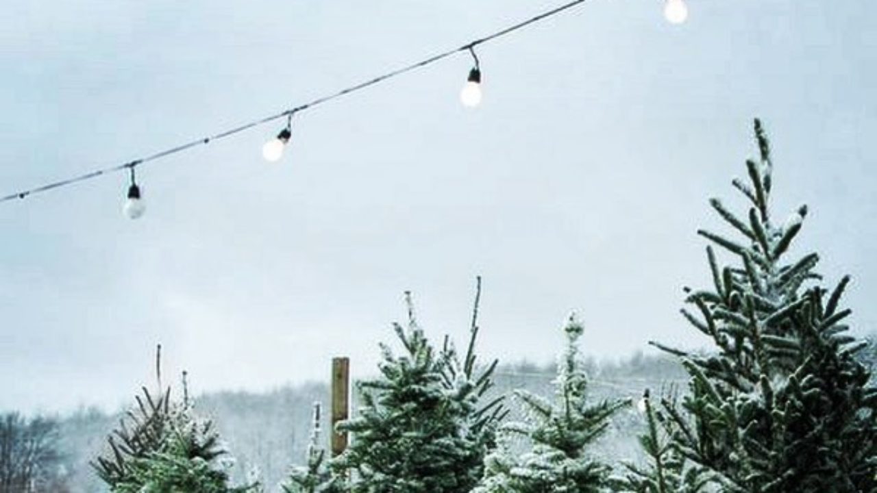 Tree Ranch Christmas Tree PopUp Lot 2 Days Only! Hewing Hotel