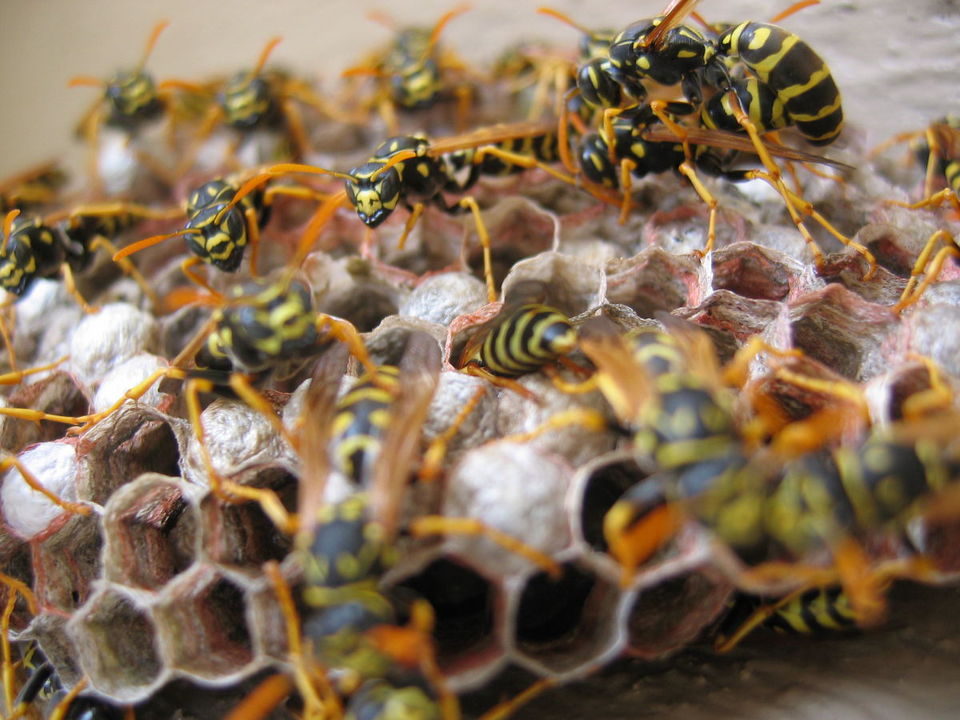 Nesting wasps