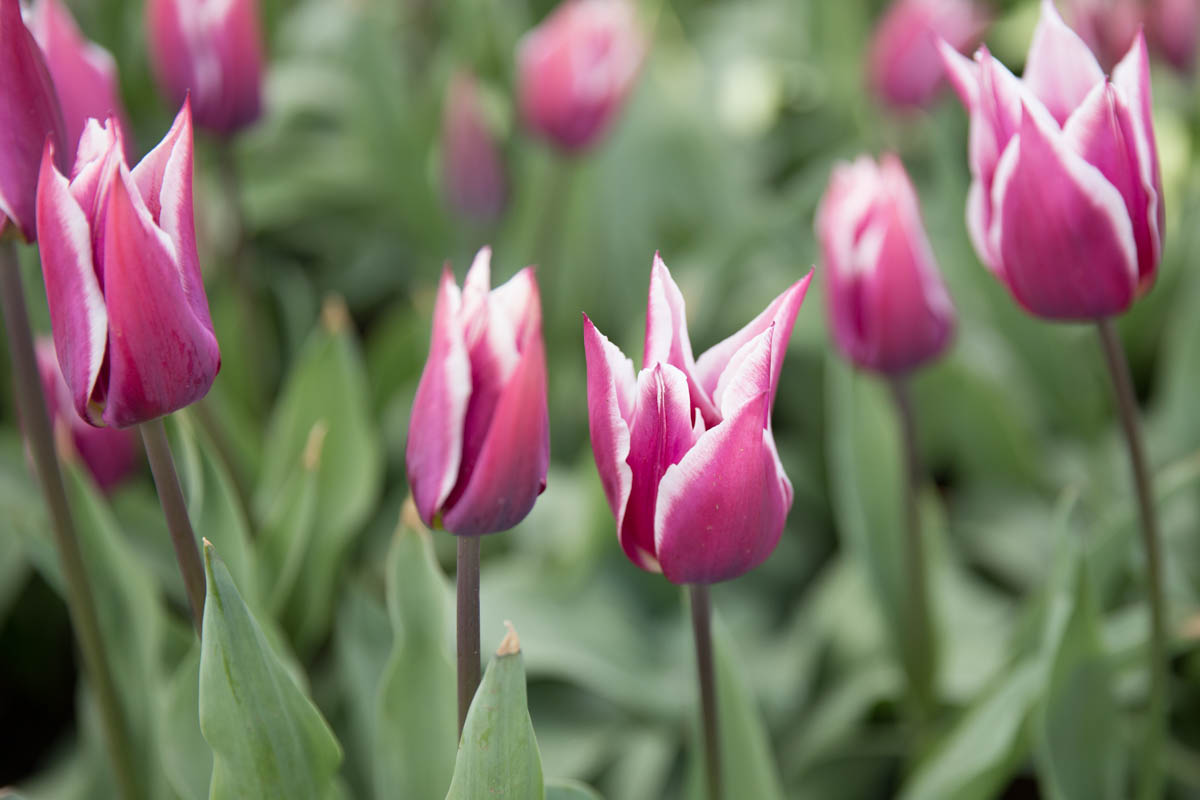Tulip Time 2015 Hey