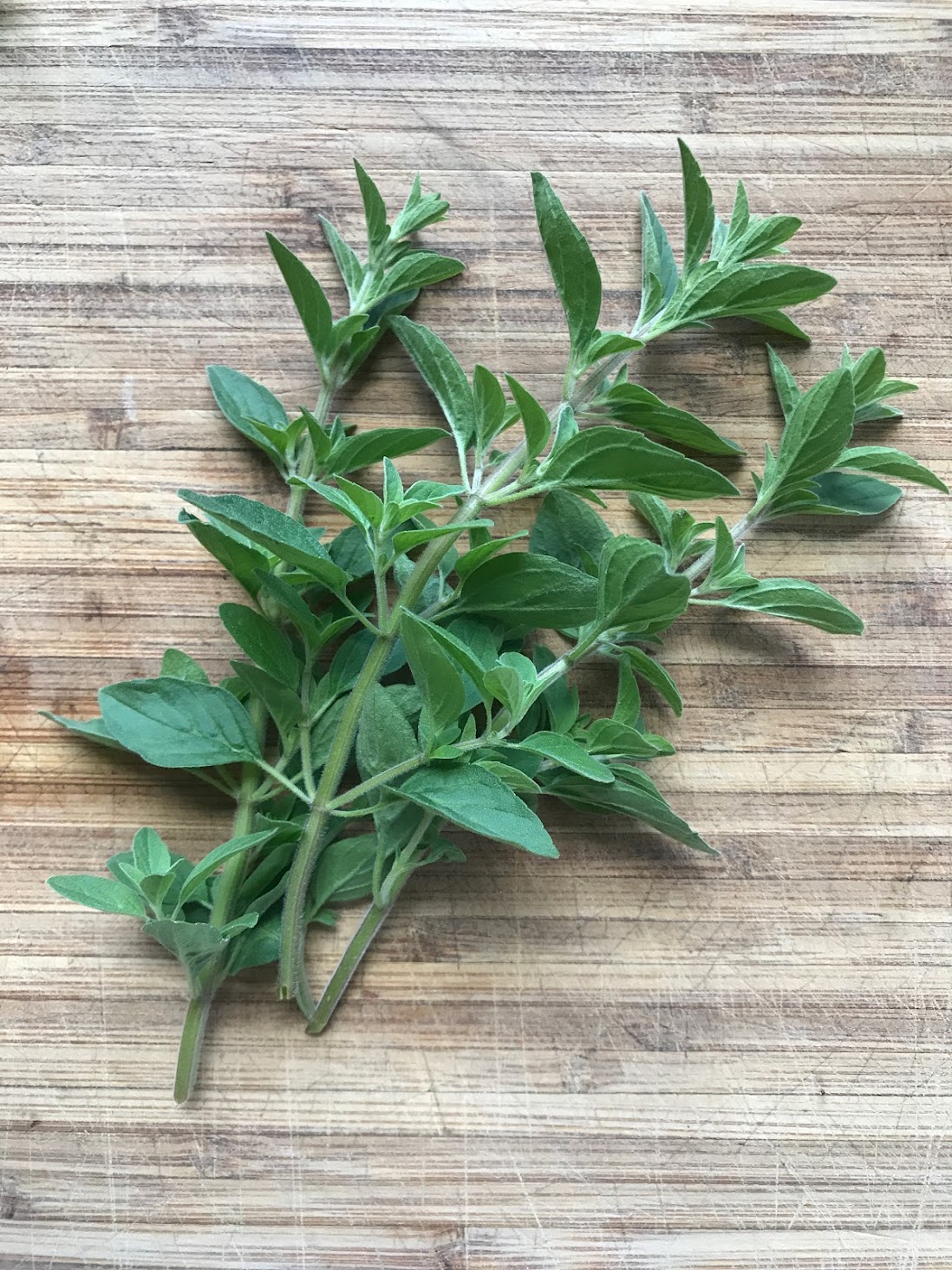 Difference Between Greek and Italian Oregano Hey Big Splendor