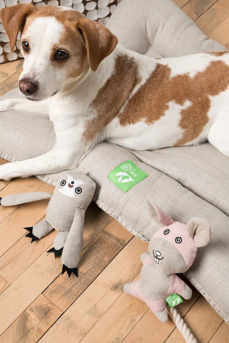 50+ EcoFriendly Products for Dogs (EarthFriendly Buying Guide!) Hey