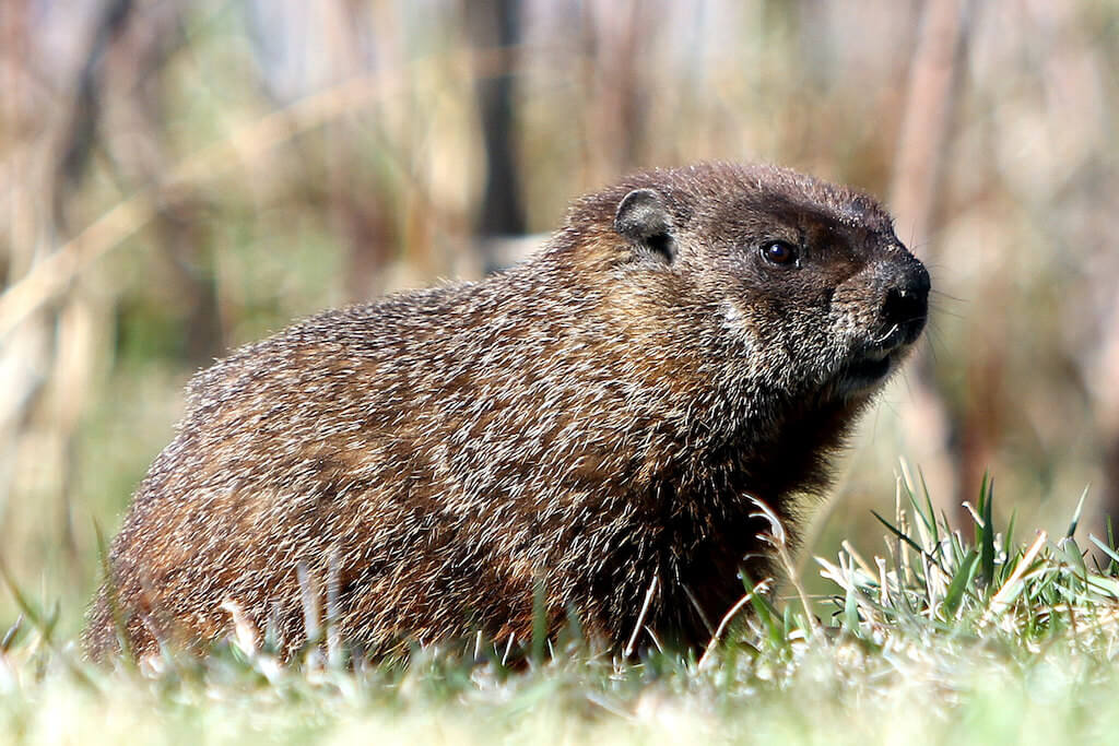 24 Things Canada is Known and Famous For