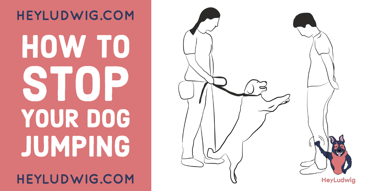 How To Stop Your Dog Jumping HeyLudwig Online Personal Dog Trainer