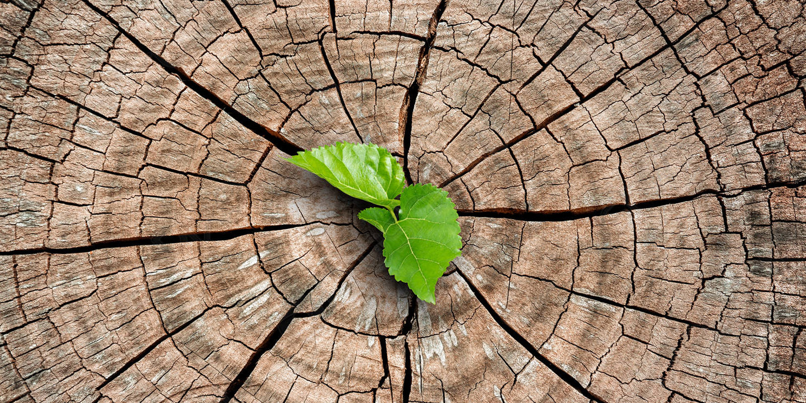 TUNAS KERAJAAN REMAH SABDA