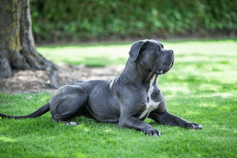 CANE CORSO Heypati Adana Veteriner Kliniği 0533 193 72 84