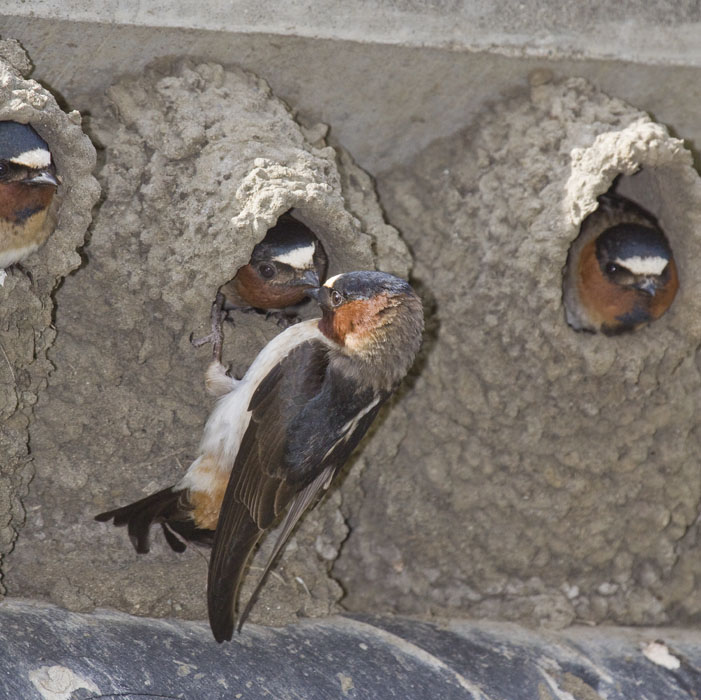 Swallows Festival 2023 Hey Socal. Change Is Our Intention. - Swallows Day Parade Returns To San Juan Capistrano