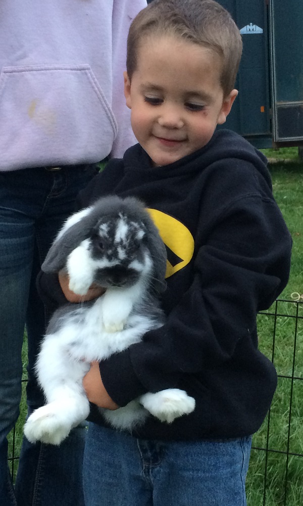 Holland Lop Rabbits Woodward Performance Haflingers